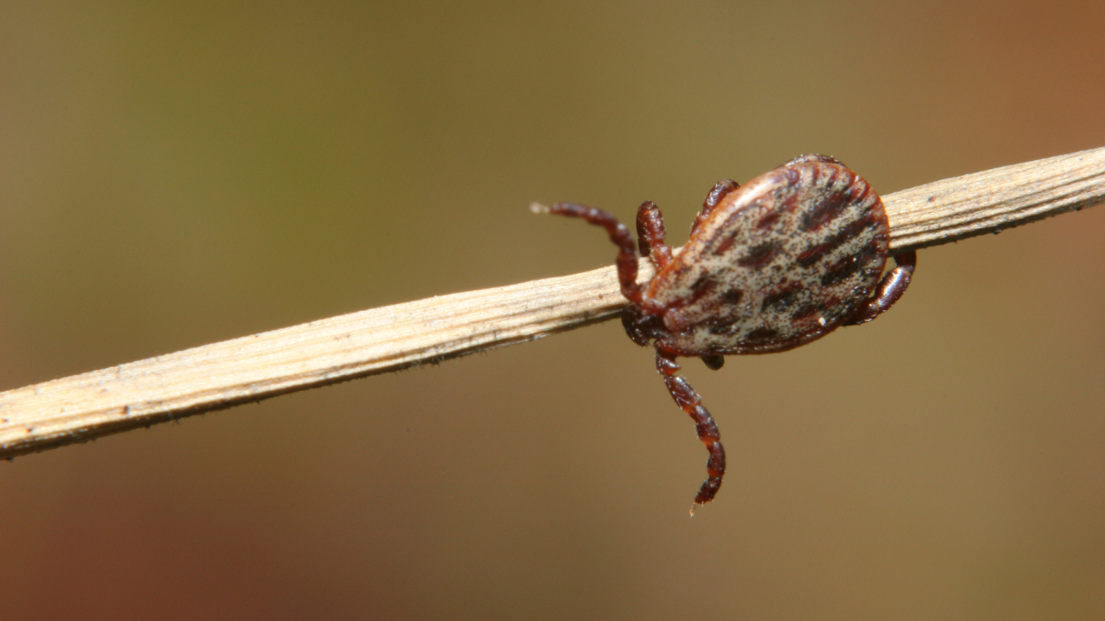 5 Beautiful Flowers That Help Repel Ticks From Your Garden