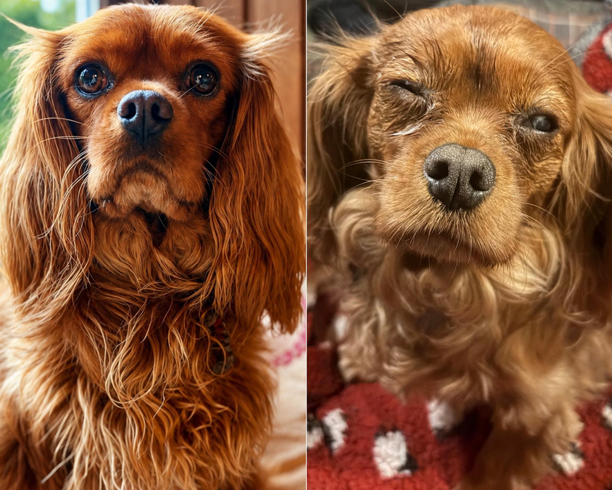 ‘The worst part is the guilt': the owners who fear dog food caused pets' eye problems