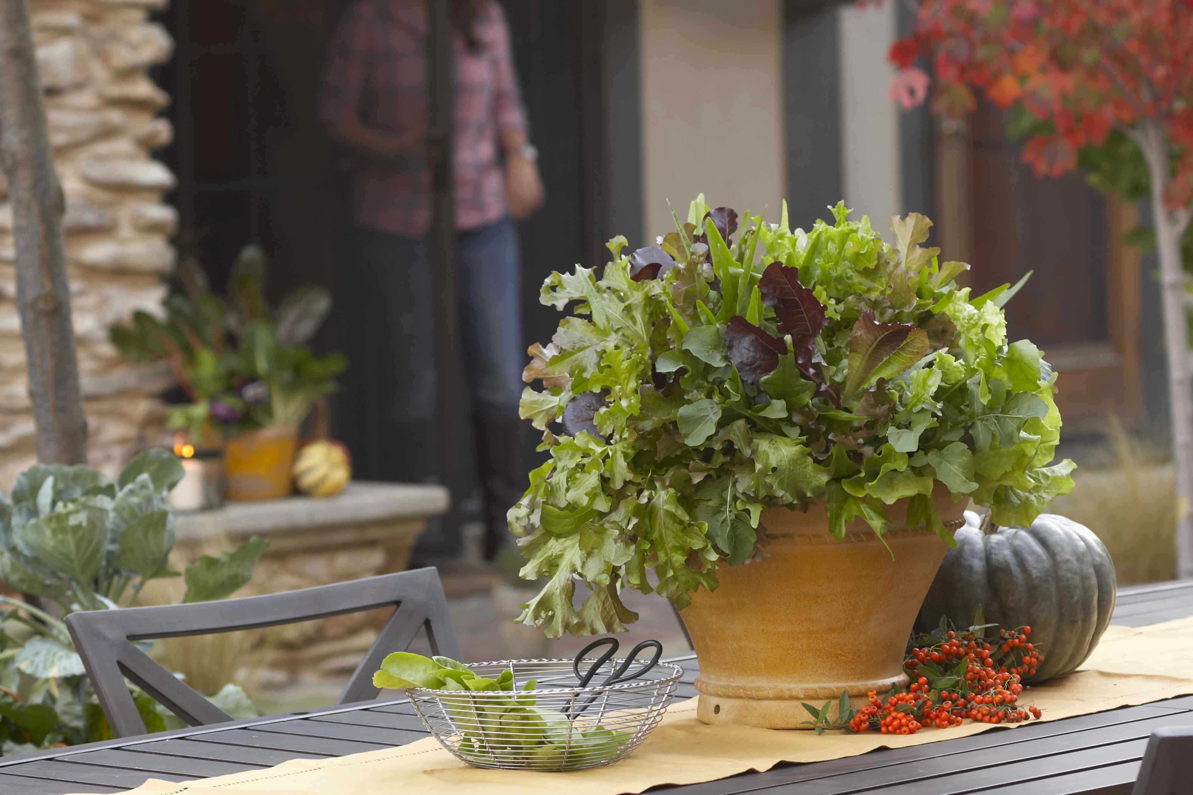 Why Fall Is the Most Rewarding Garden Season (and How to Make the Most of It)