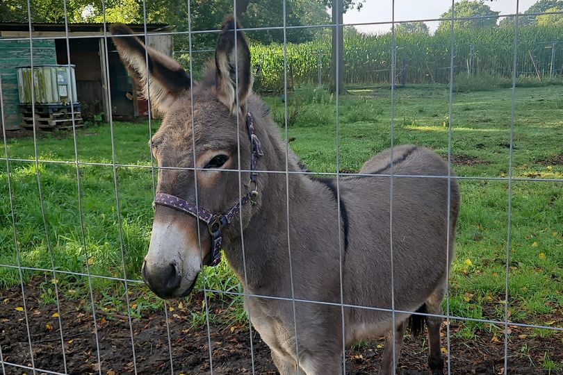 Aggressive runaway donkey jumped into van injuring three people
