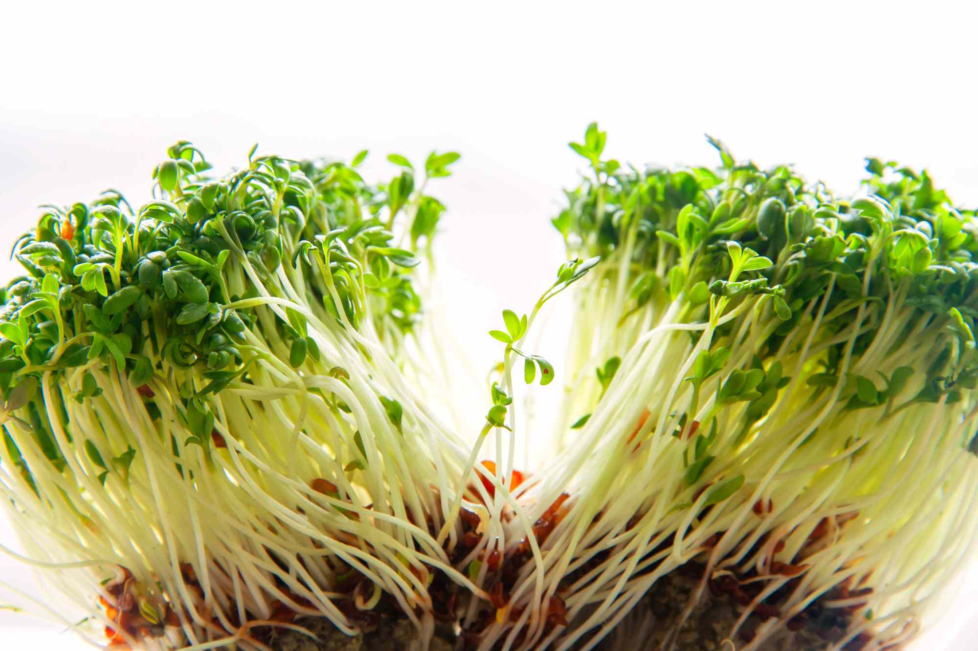 Everything Sprouts Alfalfa Sprouts Recalled Over E. coli, Salmonella Outbreak