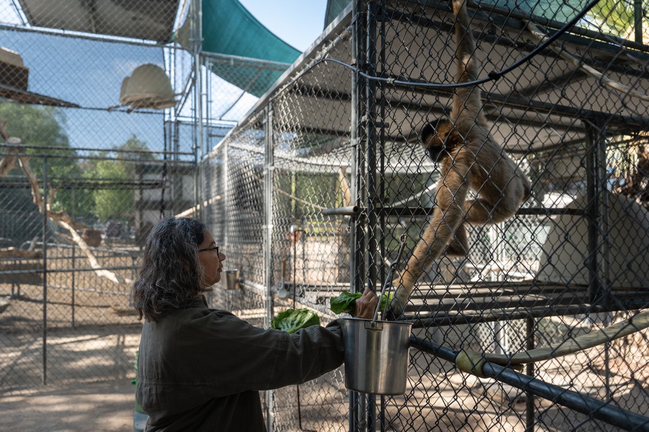 The California sanctuary caring for endangered singing gibbons - AOL