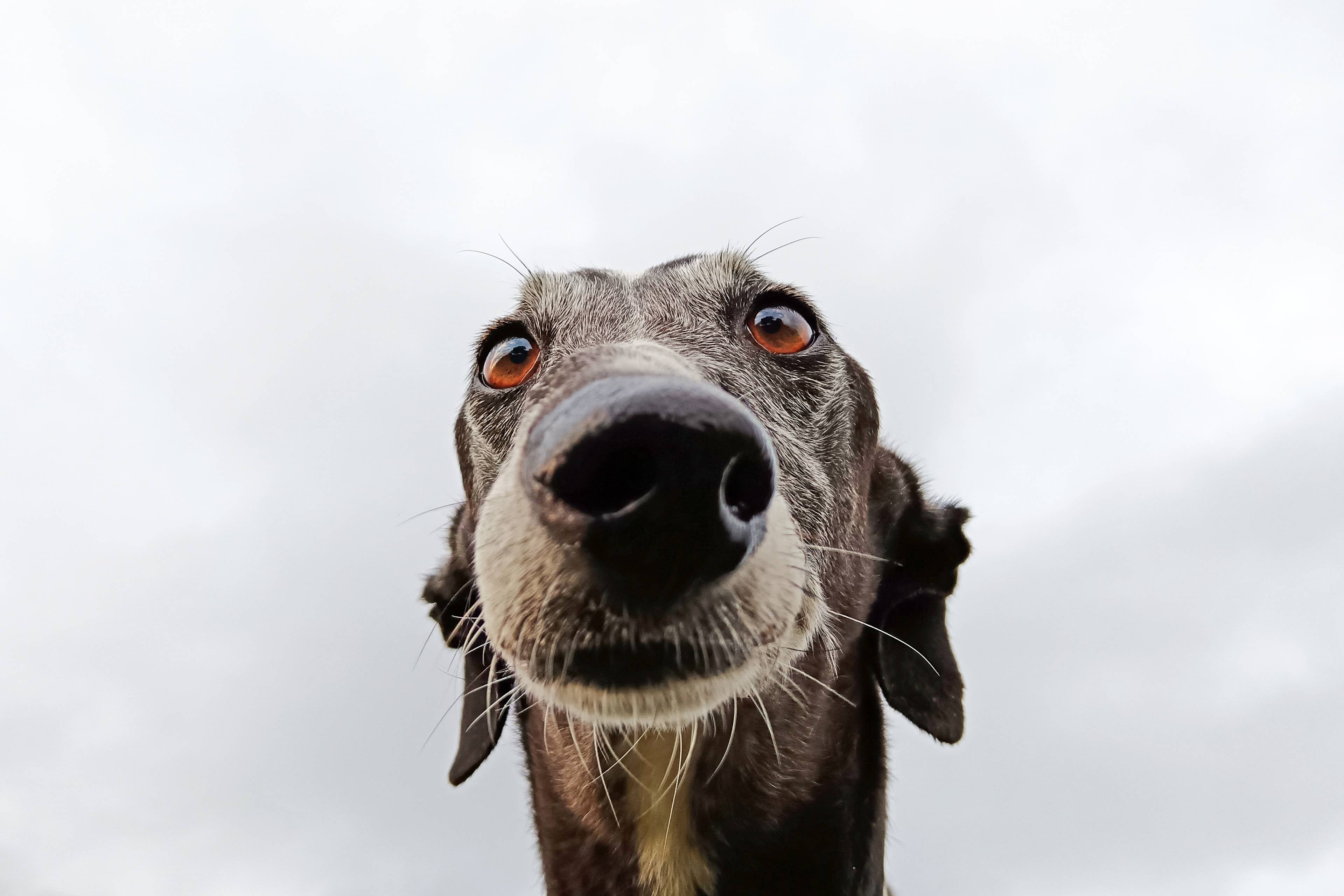 Whippet Has Strong Opinions About the Morning Church Bells