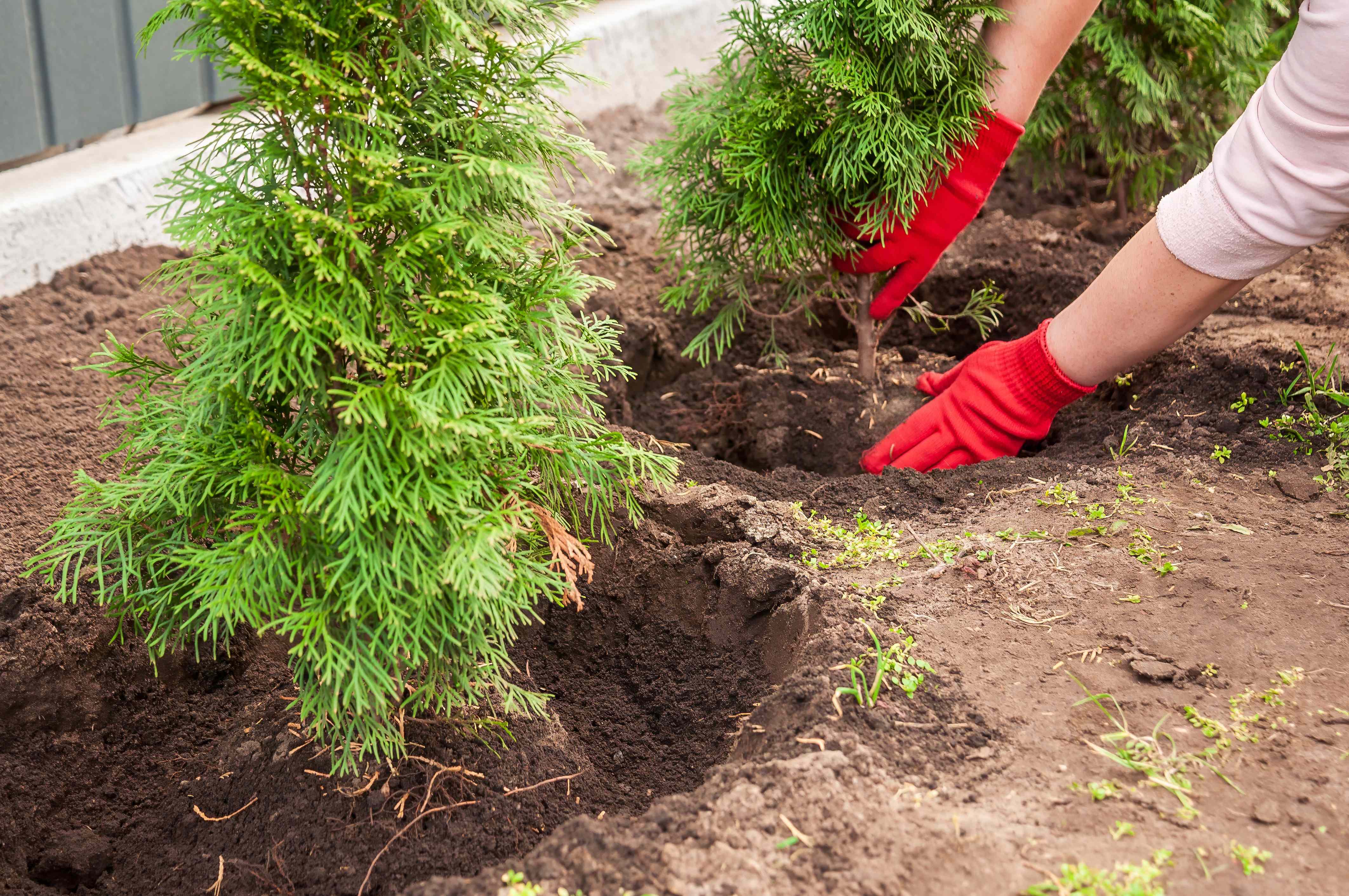 The Best Tree for Your Yard Starts With These Questions, According to Horticulture Experts