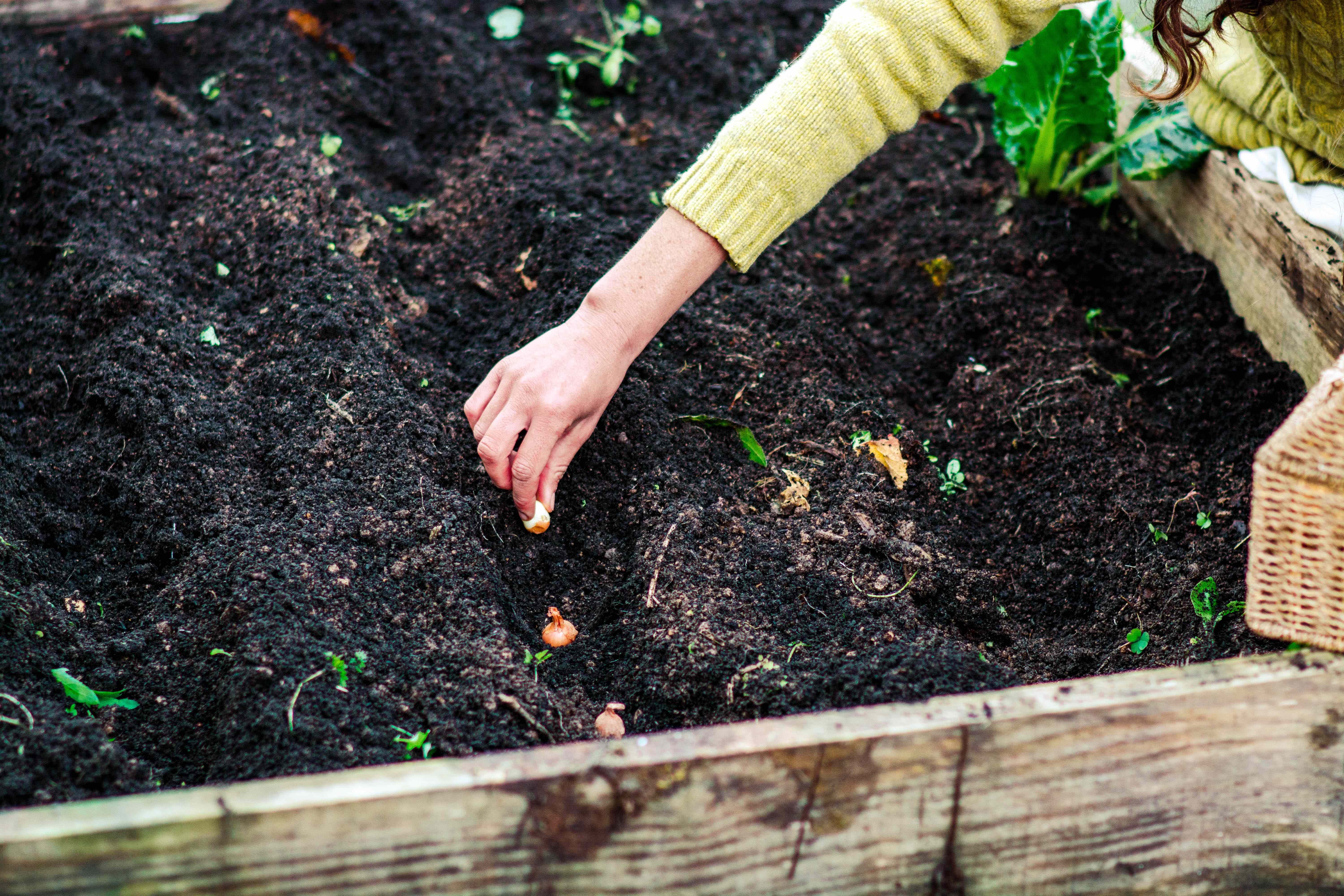 Is It Too Early to Plant Spring Bulbs? We Asked Gardening Pros When You Should Actually Get Them in the Ground