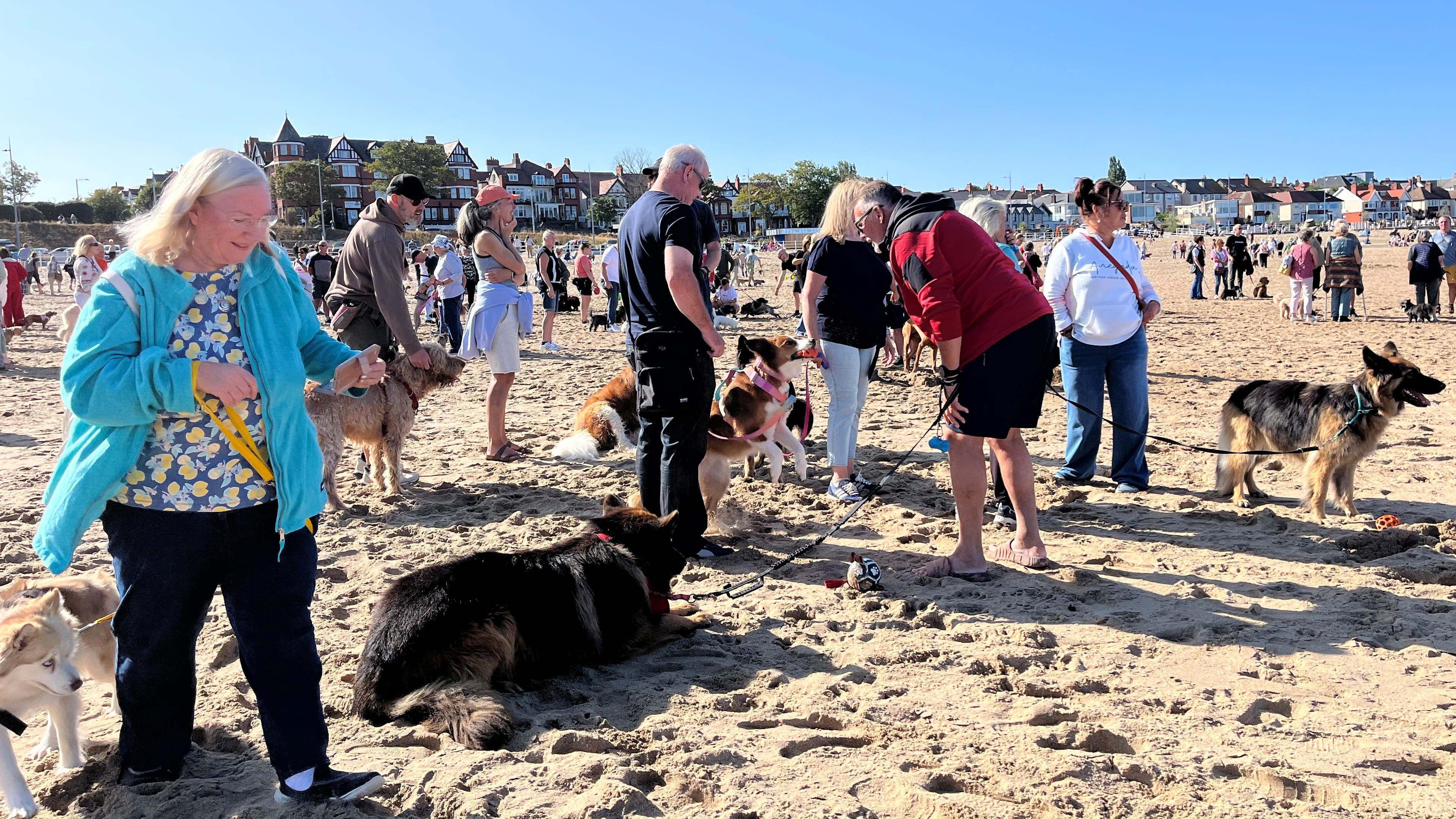 Hundreds protest plan for year-round dog beach ban