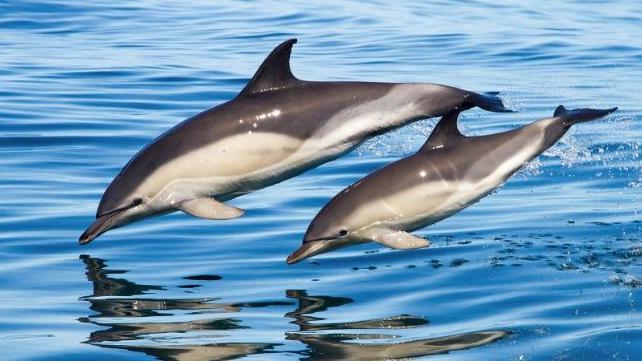 Fishing nets 'most common cause' of dolphin deaths