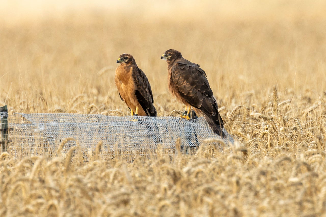 Britain's rarest bird successfully rears six chicks in secret location - AOL