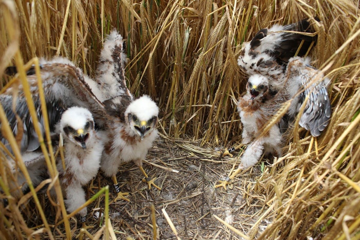Britain's rarest bird successfully rears six chicks in secret location