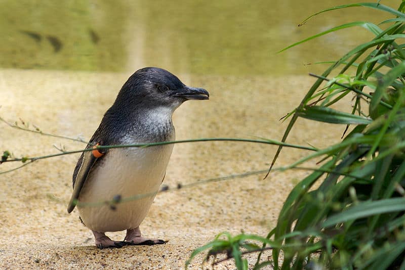 Australia’s Daring Plan to Hand-Vaccinate 5,000 Wild Penguins