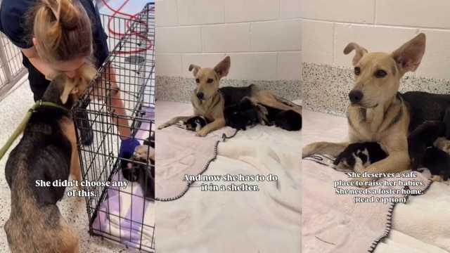 Shelter Mama Dog Needs a Safe Place To Raise Her 12 Newborn Puppies - AOL
