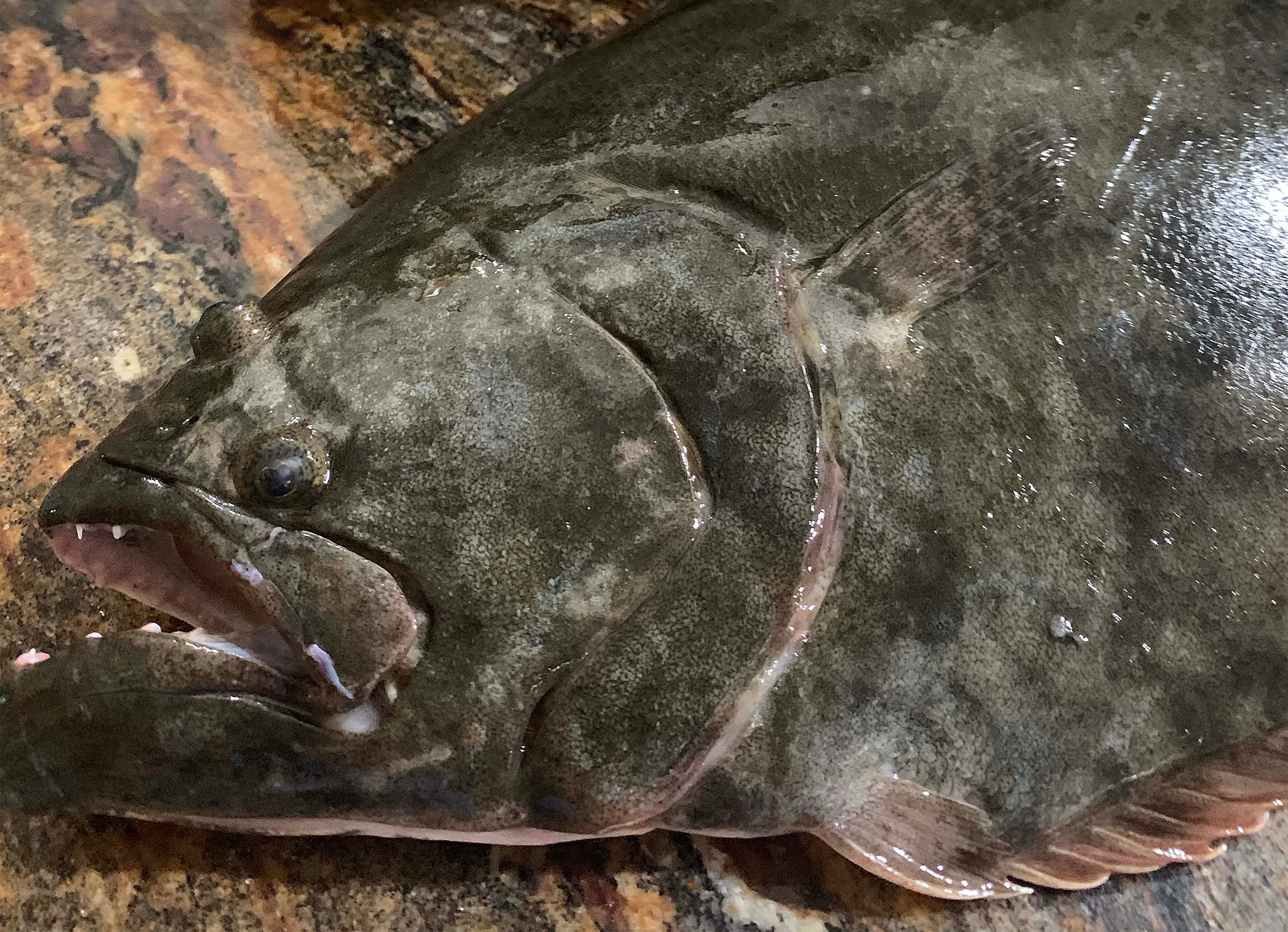 NC recreational flounder season returns Sept. 1 under tight limits