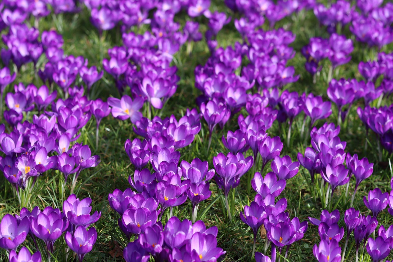 It s Almost Time To Plant Spring Bulbs Or Is It Here s What The it-s-almost-time-to-plant-spring-bulbs-or-is-it-here-s-what-the