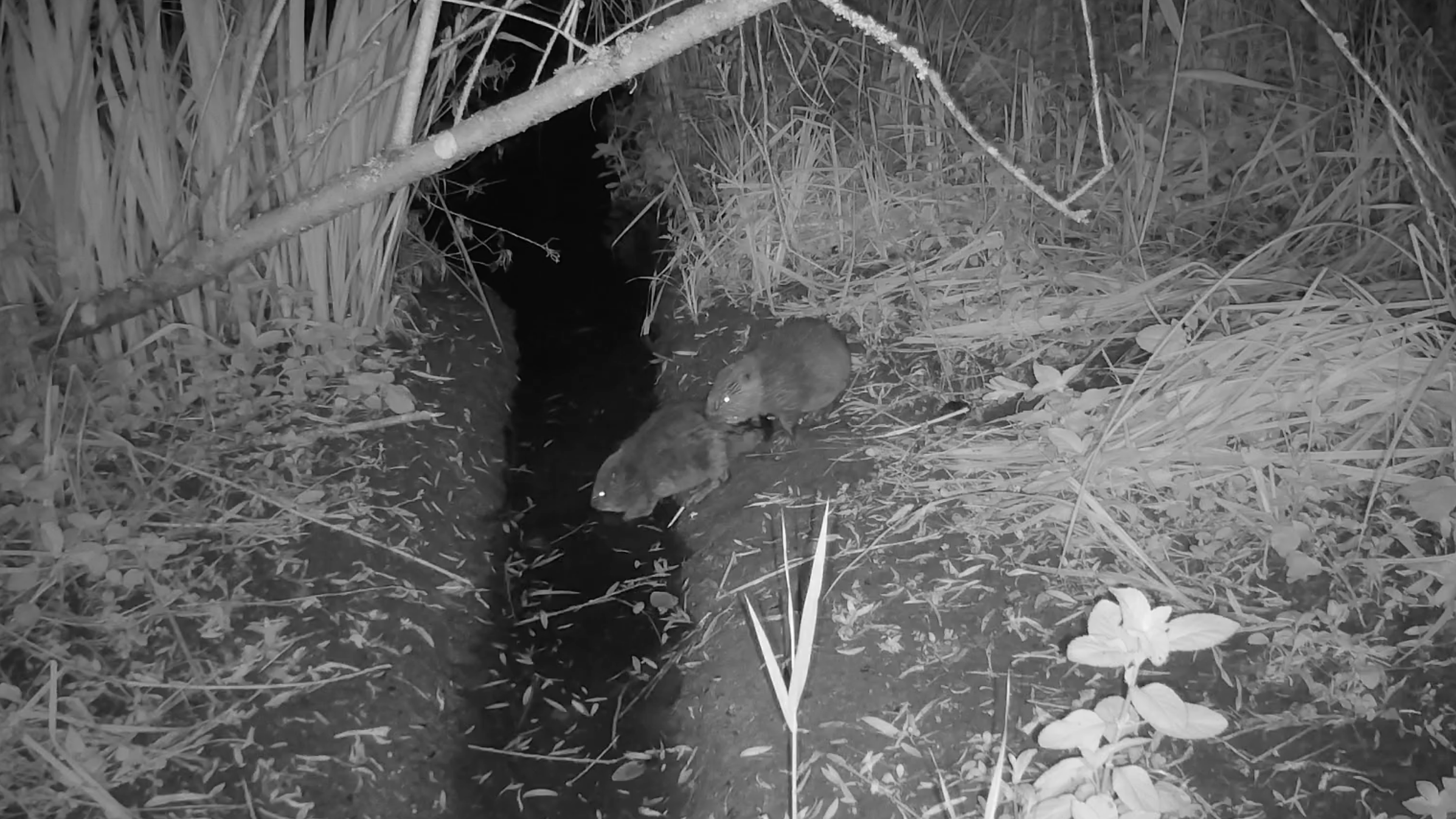 First wild beavers born in county in over 500 years