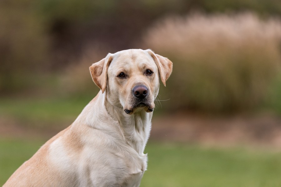 The Lab is no longer America’s most popular dog breed: Data