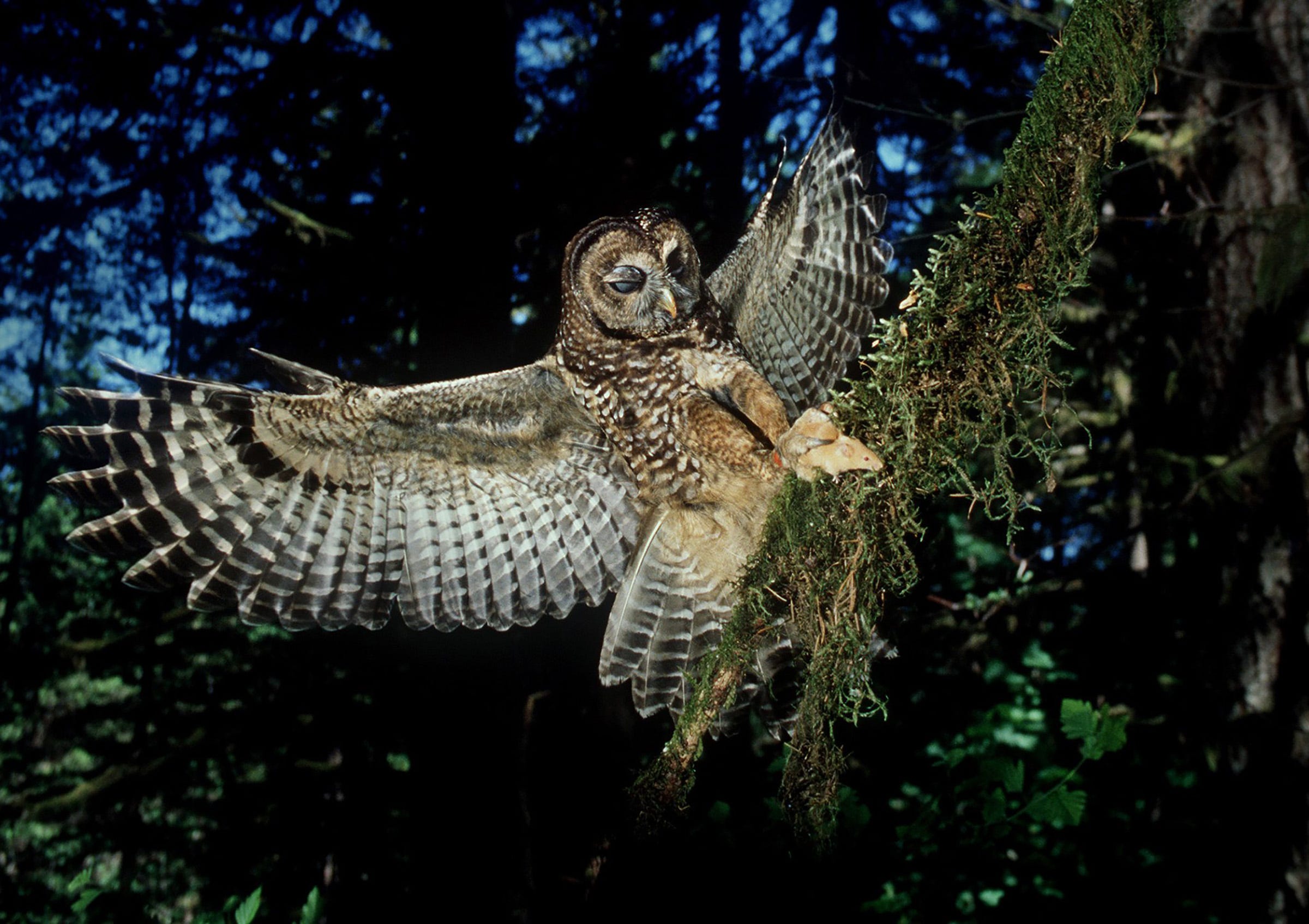 Spotted owls functionally extinct in large swaths of PNW, study finds