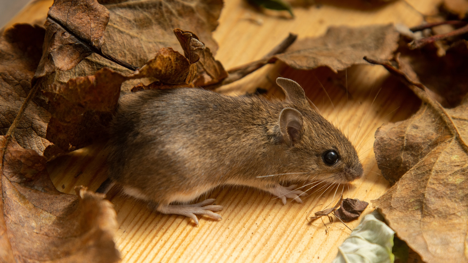 Yes, Fertilizer Absolutely Can Attract Mice. Here's What You Can Do About It