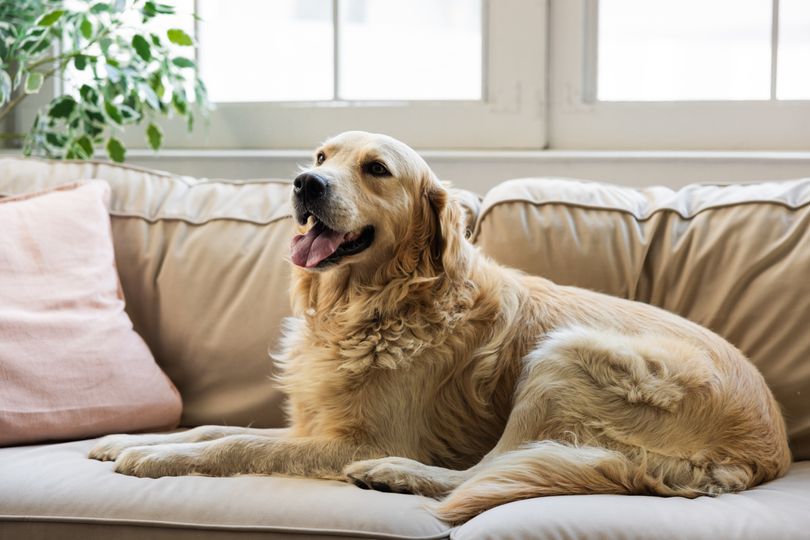 Pet owners say £129 Hoover is 'as good as Dyson' for 'no hassle hair pick up'