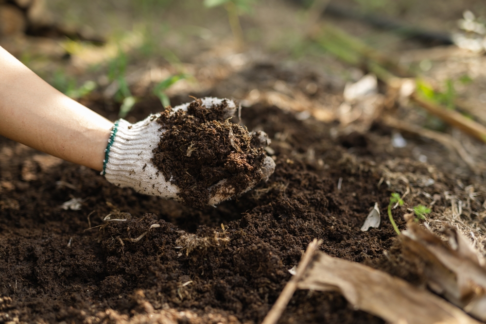Should You Add Compost Before Planting Spring Bulbs? - AOL
