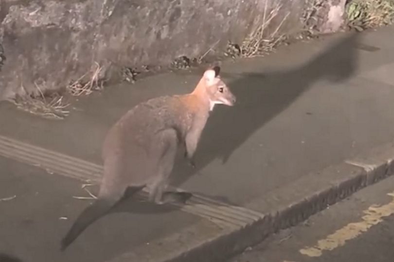 Driver amazed to see wallaby hopping along street in Cornwall