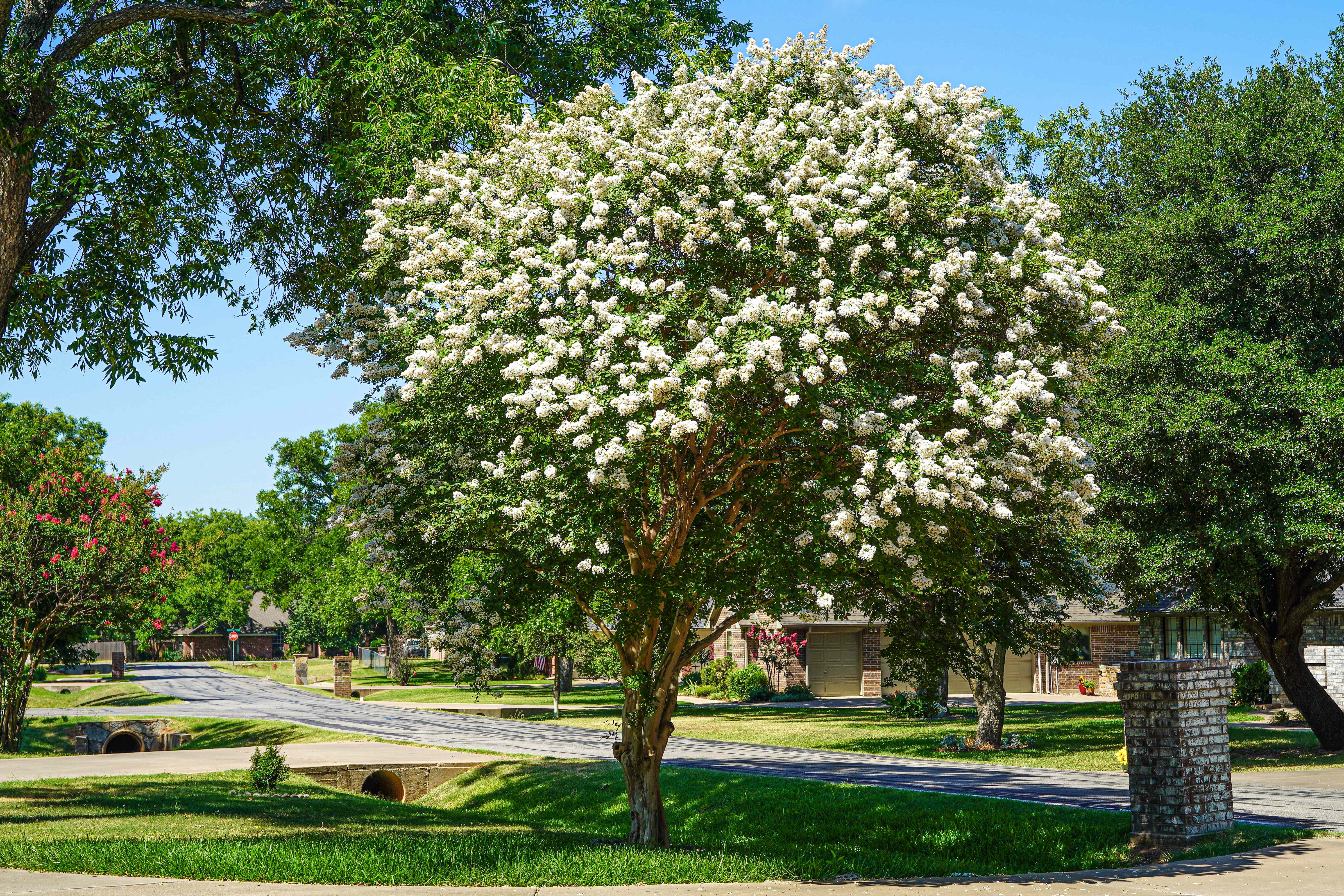 7 Beautiful Trees That Are Perfect for Smaller Yards