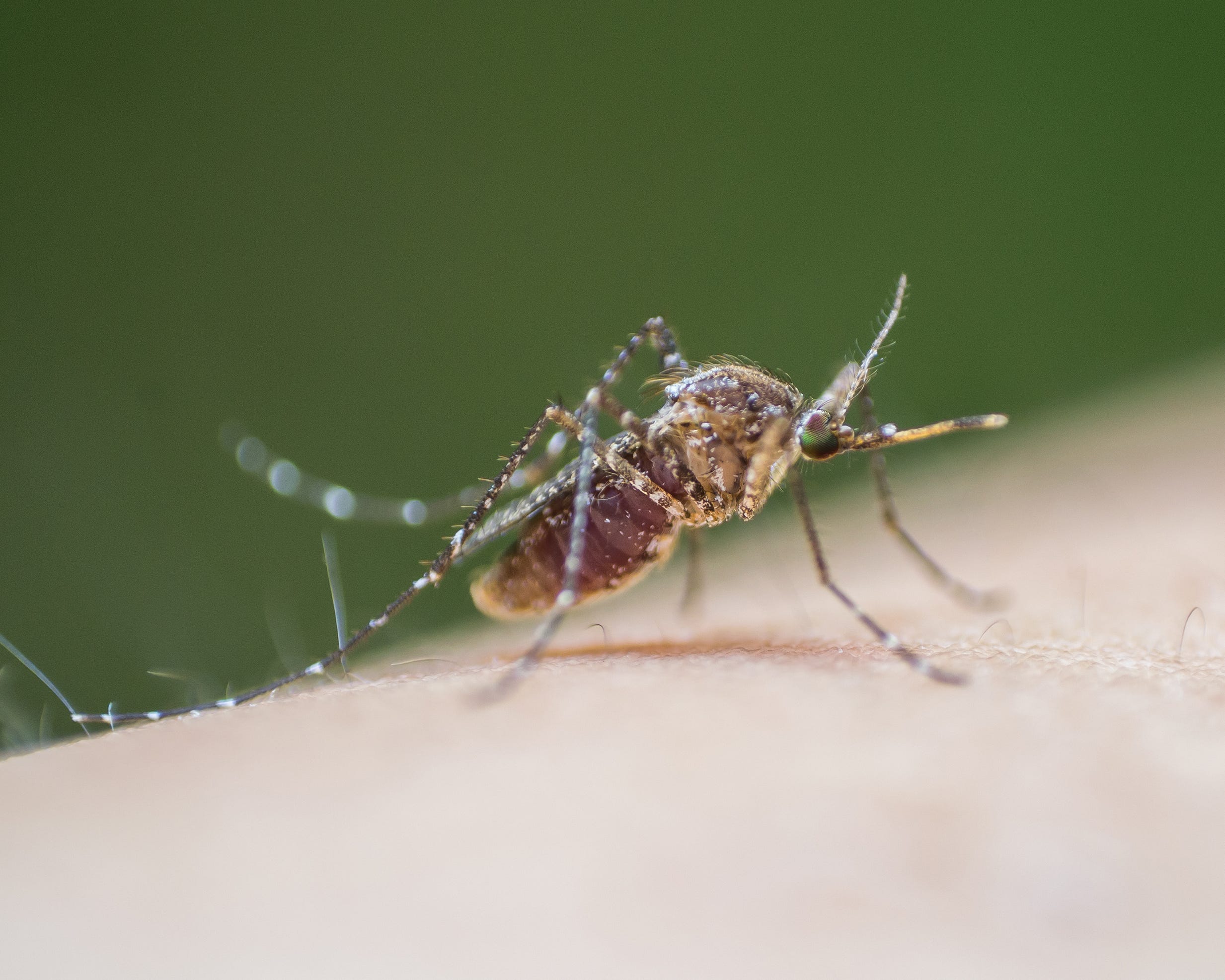 Why heavy rain may have introduced more bugs into your home - AOL
