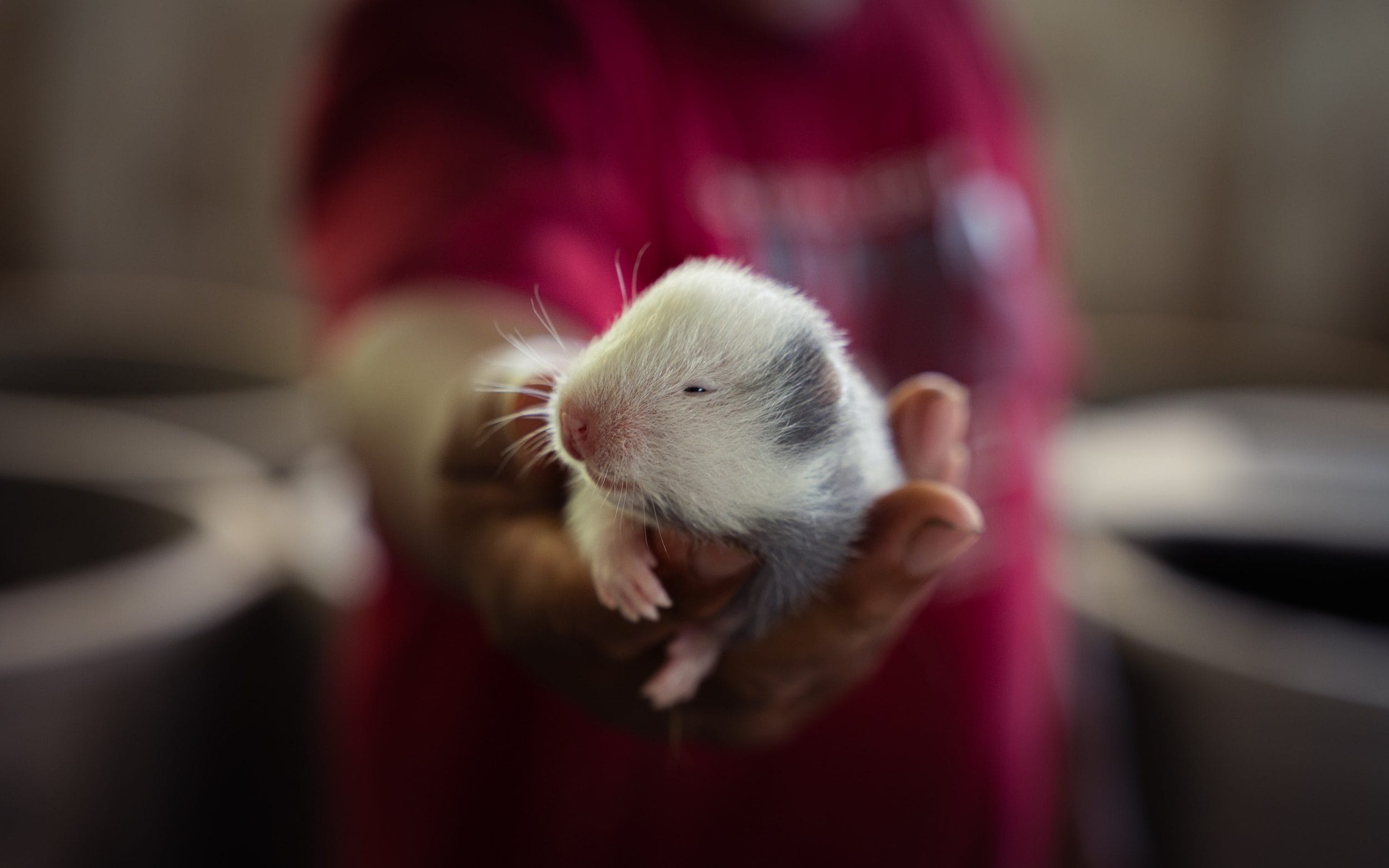 China clamped down on exotic wildlife farms – now they've moved to Southeast Asia