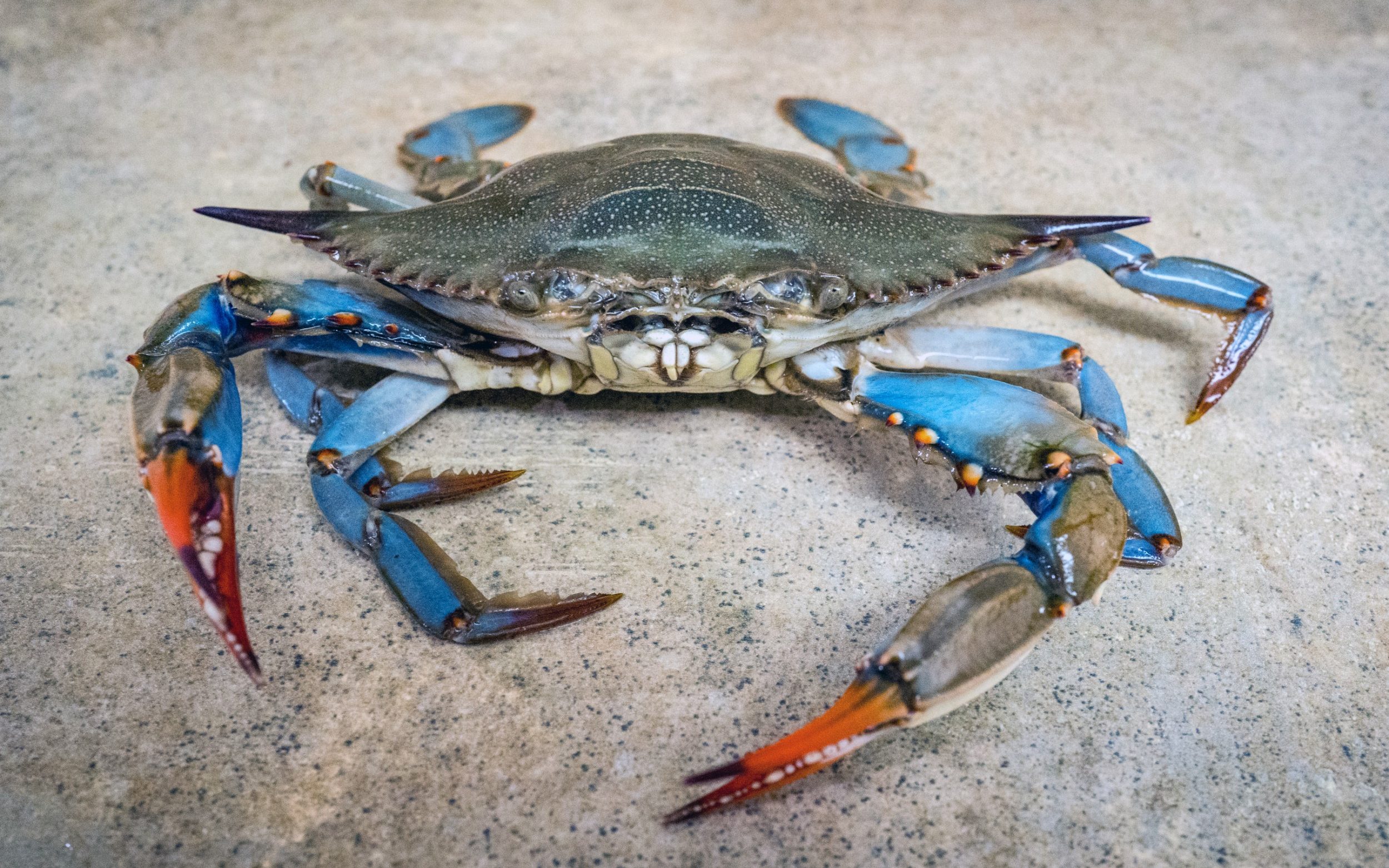 Italy tackles blue crab invasion with army of octopuses