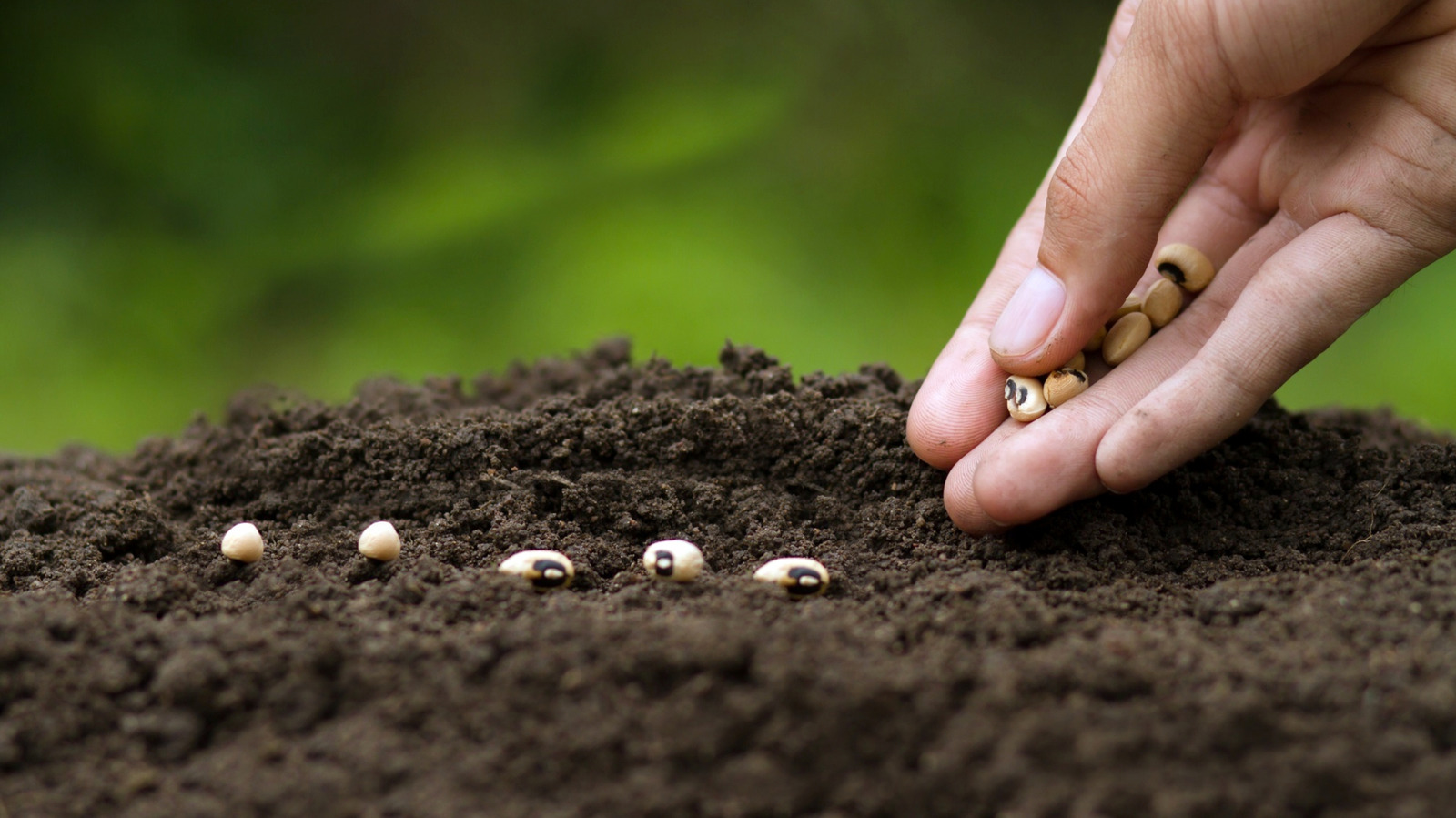 Here's How Deep You Should Be Planting Your Seeds (& Why It's So Important)