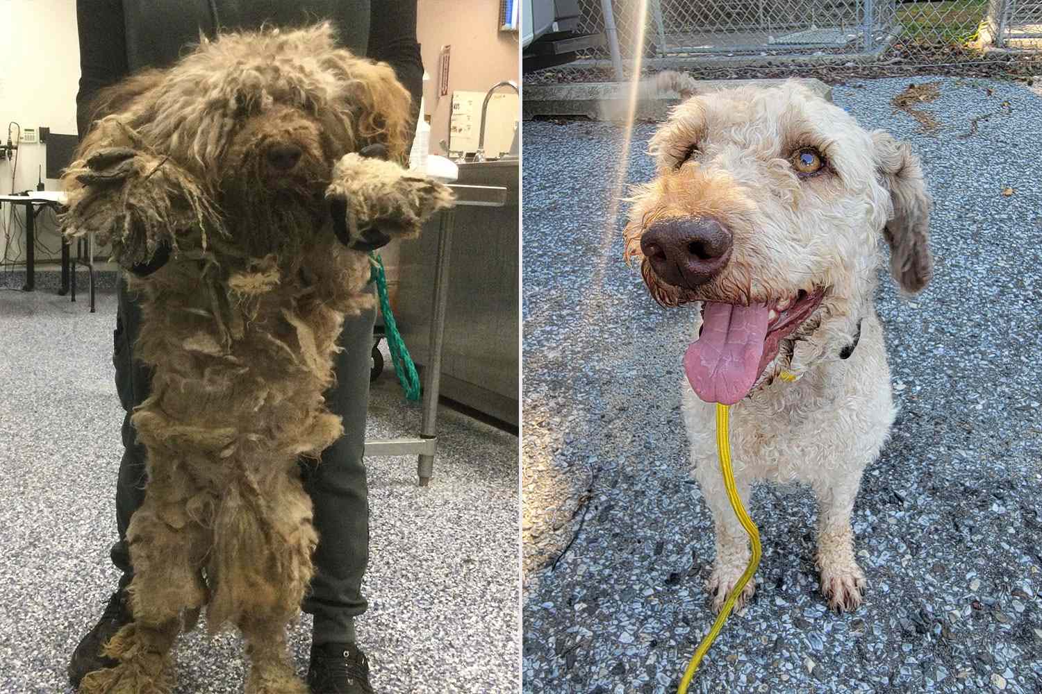 Tiny Stray Dog Weighed Down By 3 Pounds of Filthy Fur Freed from His Matted Coat for a Fresh Start (Exclusive)