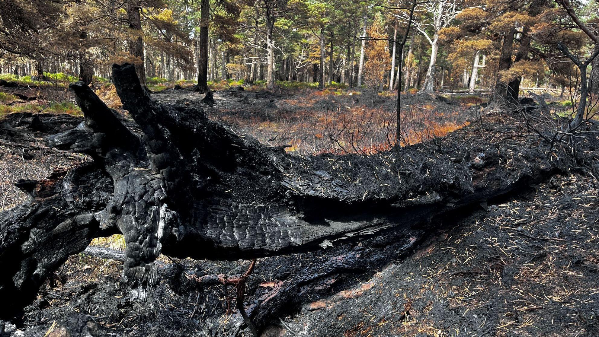 New Photo - Fires still burn in charred landscape as focus turns to wildfire prevention