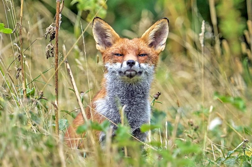 ITV announces 'groundbreaking' new series perfect for David Attenborough fans