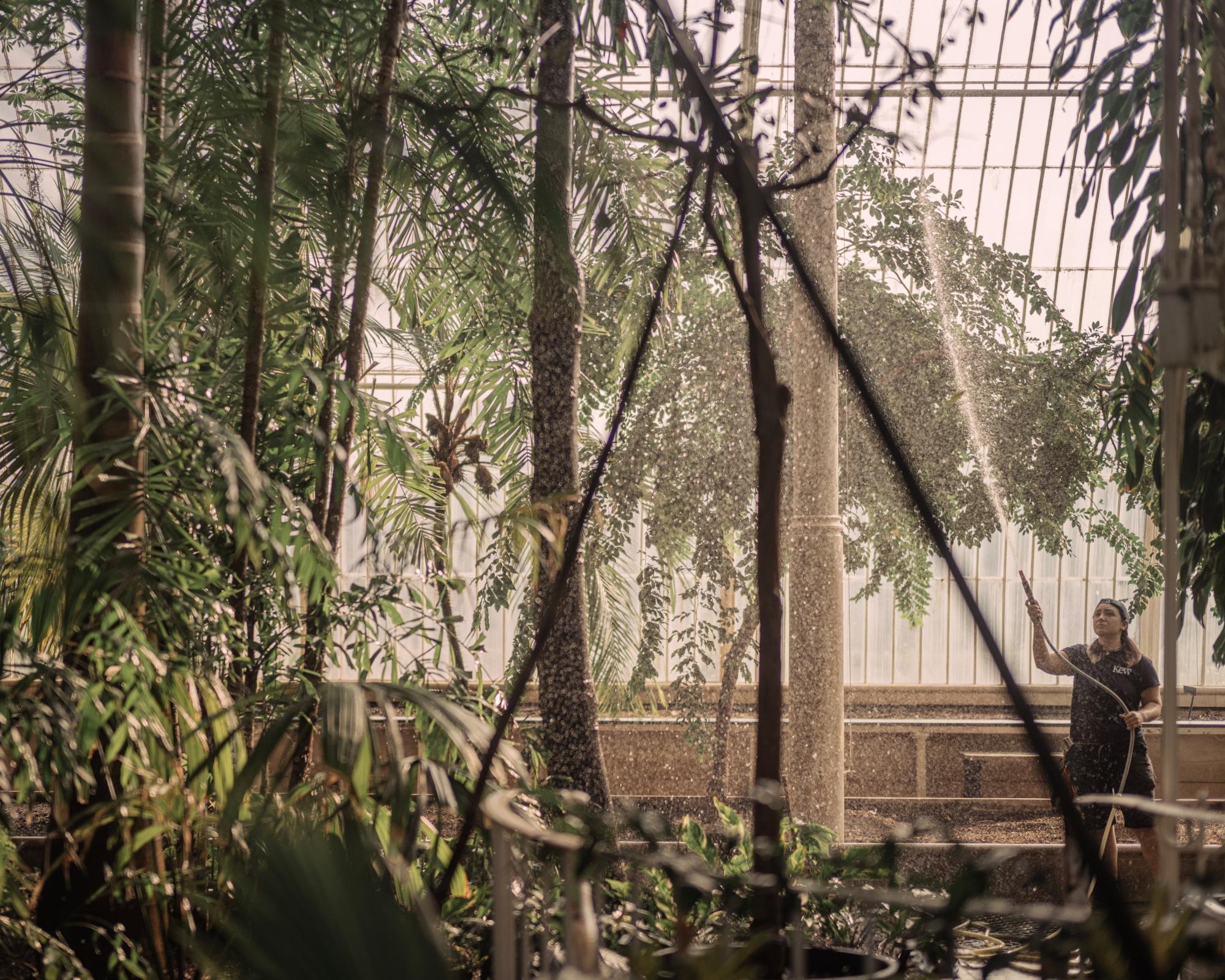 ‘Sad moments ahead': Kew Gardens to fell rare trees in race to save Victorian greenhouse Helena Horton and George Francis Lee 0