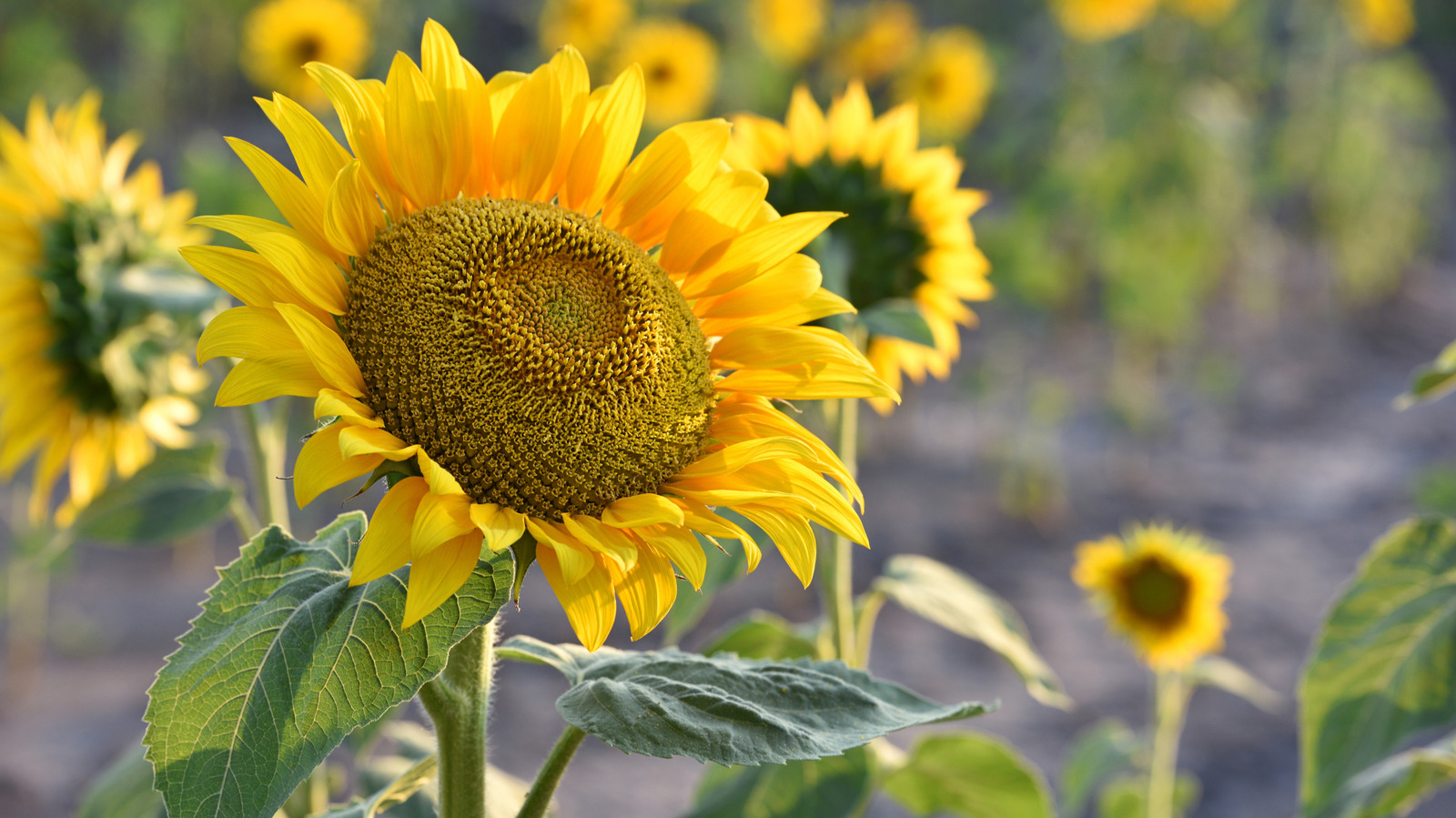 DIY Sunflowers That Keep Their Beauty Year Round AOL diy-sunflowers-that-keep-their-beauty-year-round-aol