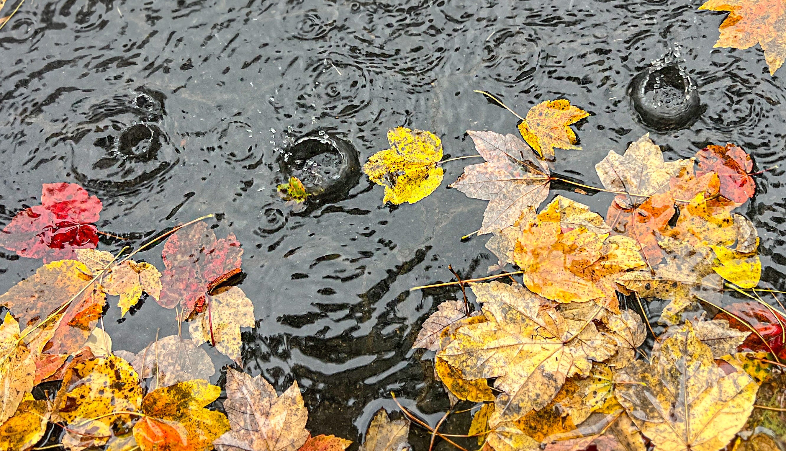What happened to fall? 7 signs Georgia's seasons are changing