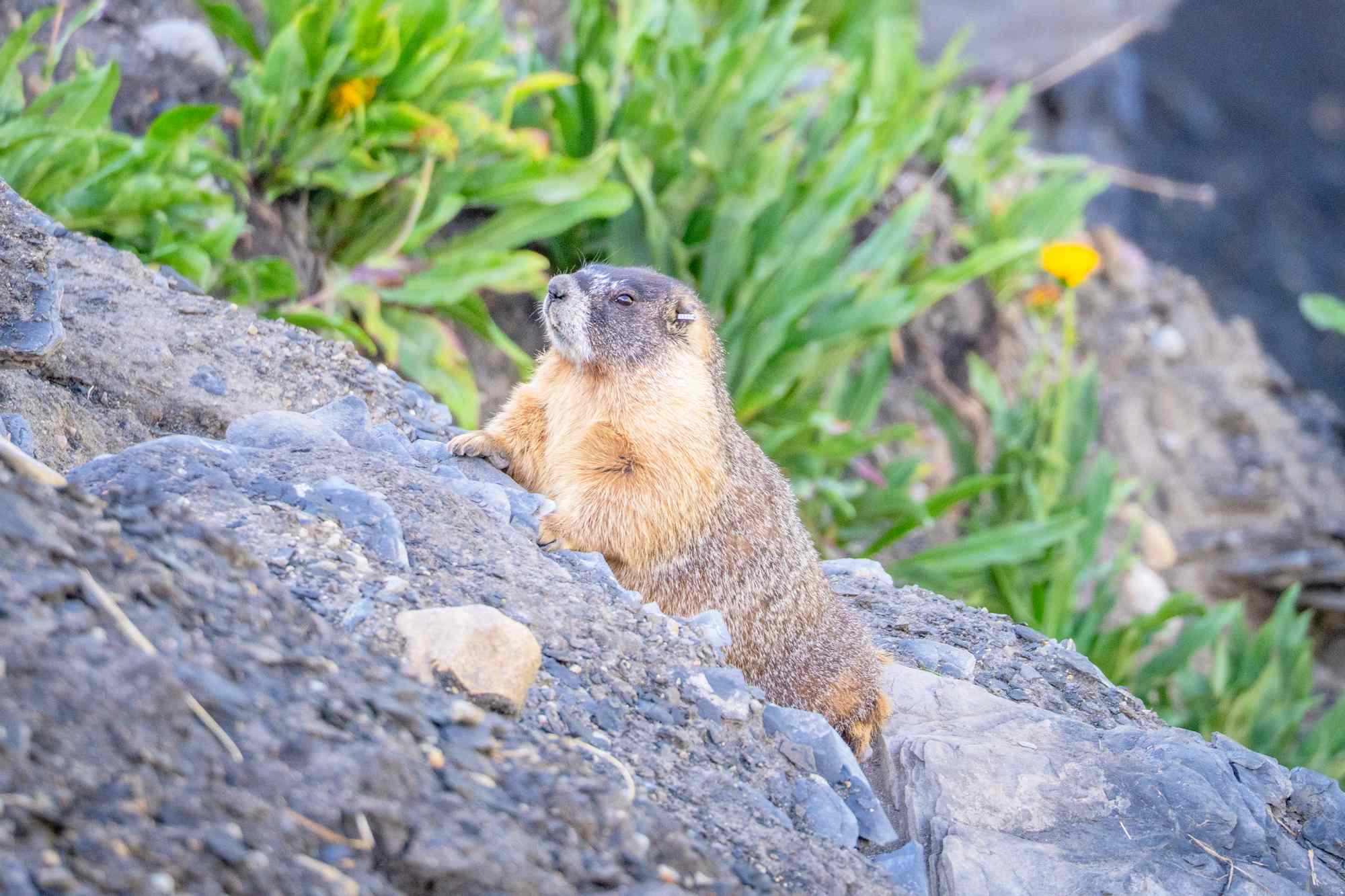 Meet the Chunky Yellow-Bellied Rodents Competing in the First-Ever ‘Fat Marmot Week’ (Exclusive)