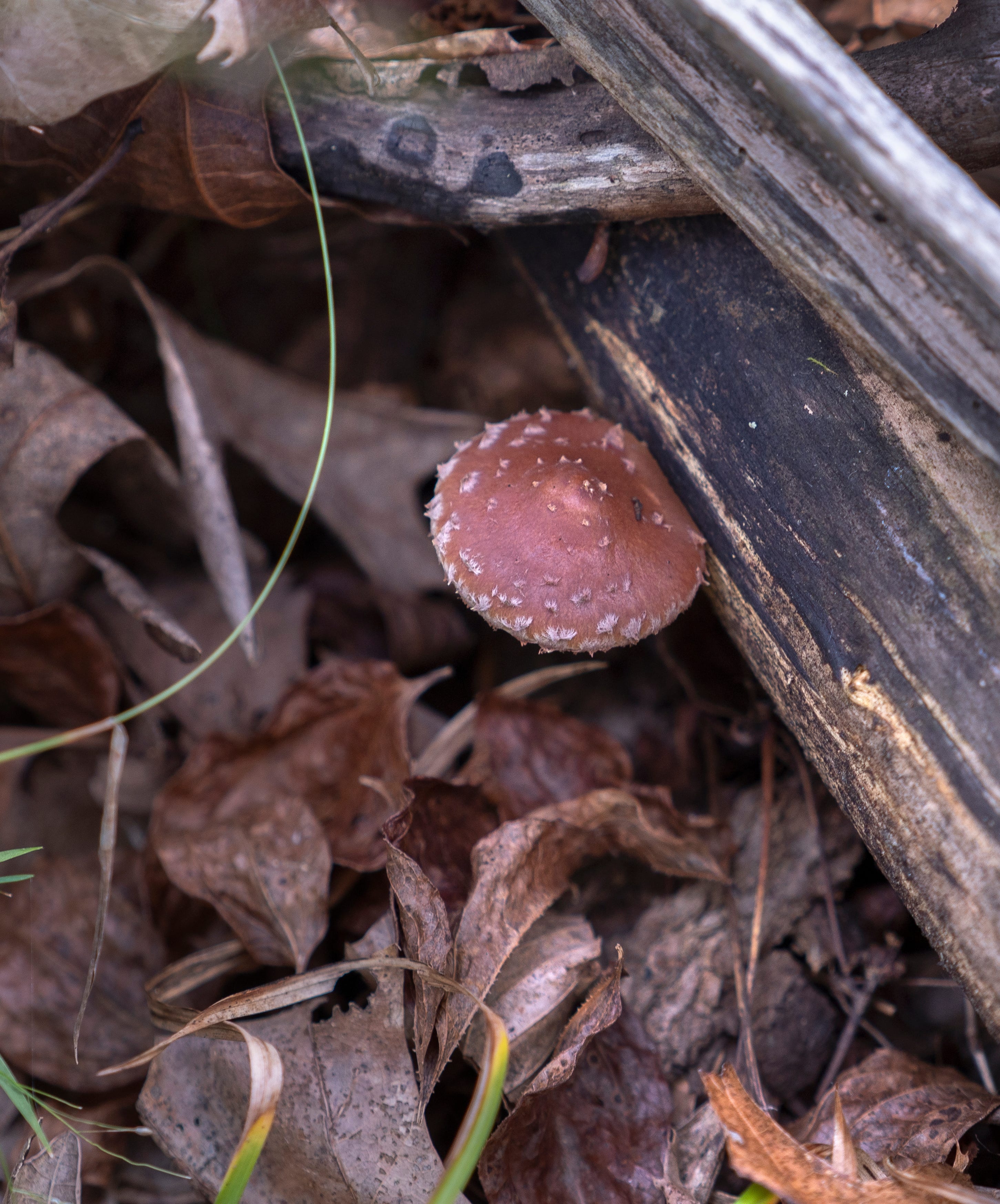 13 Northeast Ohioans ill after eating wild mushrooms, Cleveland Clinic ...
