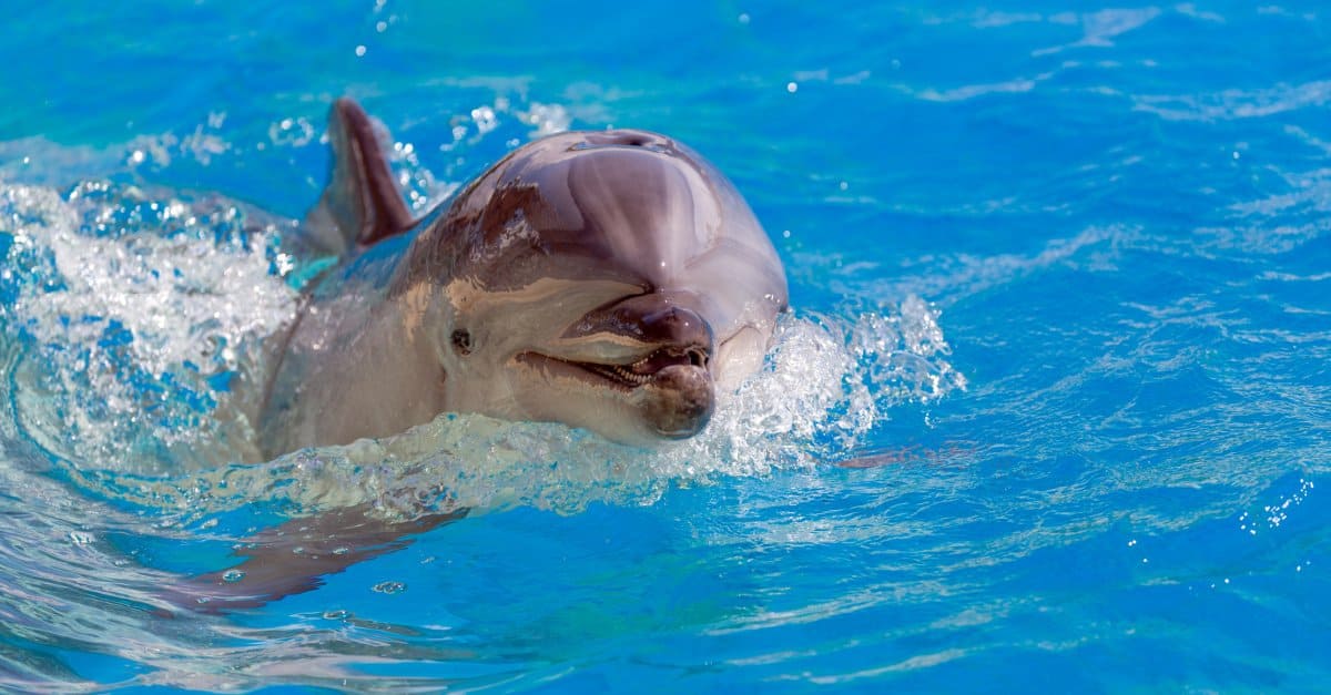 Dolphins Are Learning a Clever Fishing Trick from Their Mothers
