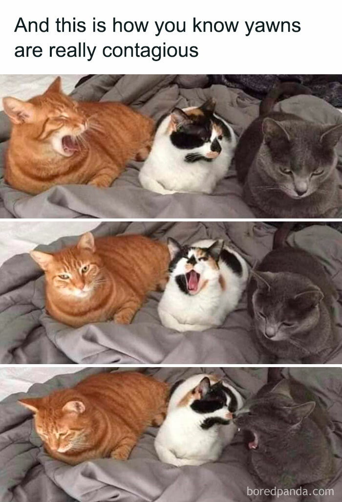 78-hilarious-animal-memes-that-make-you-appreciate-them-even-more-aol
