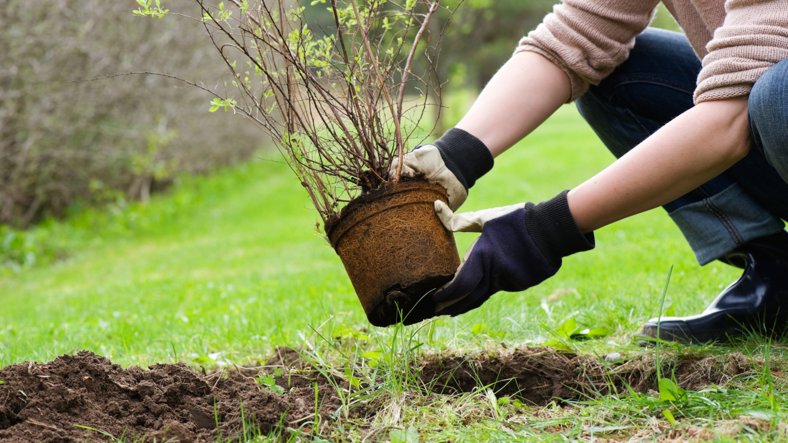 The Old-Fashioned Shrub Gardeners Should Plant For Its Creamy Bell-Like Flowers