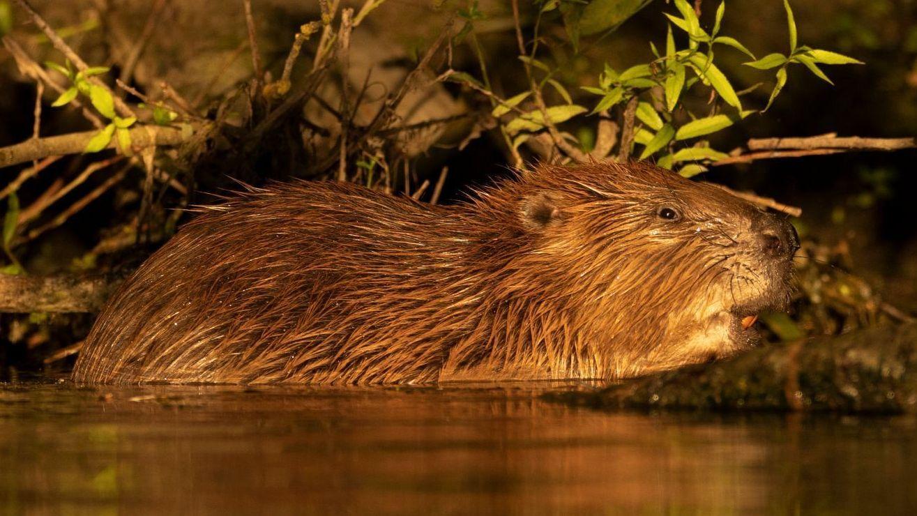What does the future hold for county's first wild beavers?