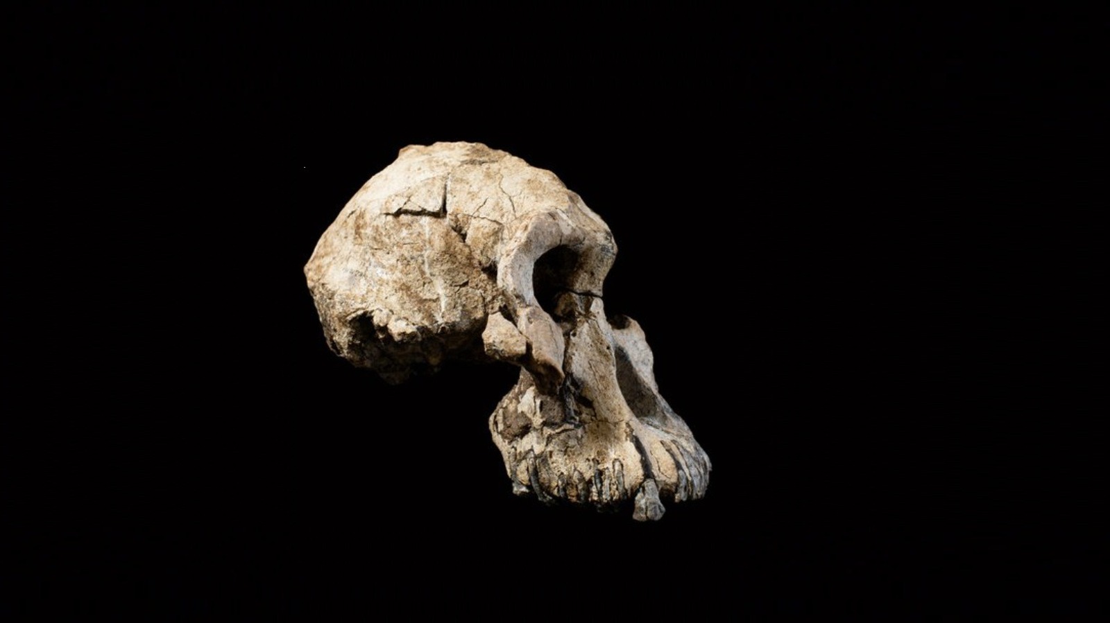 Scientists Say This 3.8 Million-Year-Old Face Solved A Major Mystery Of Human Evolution