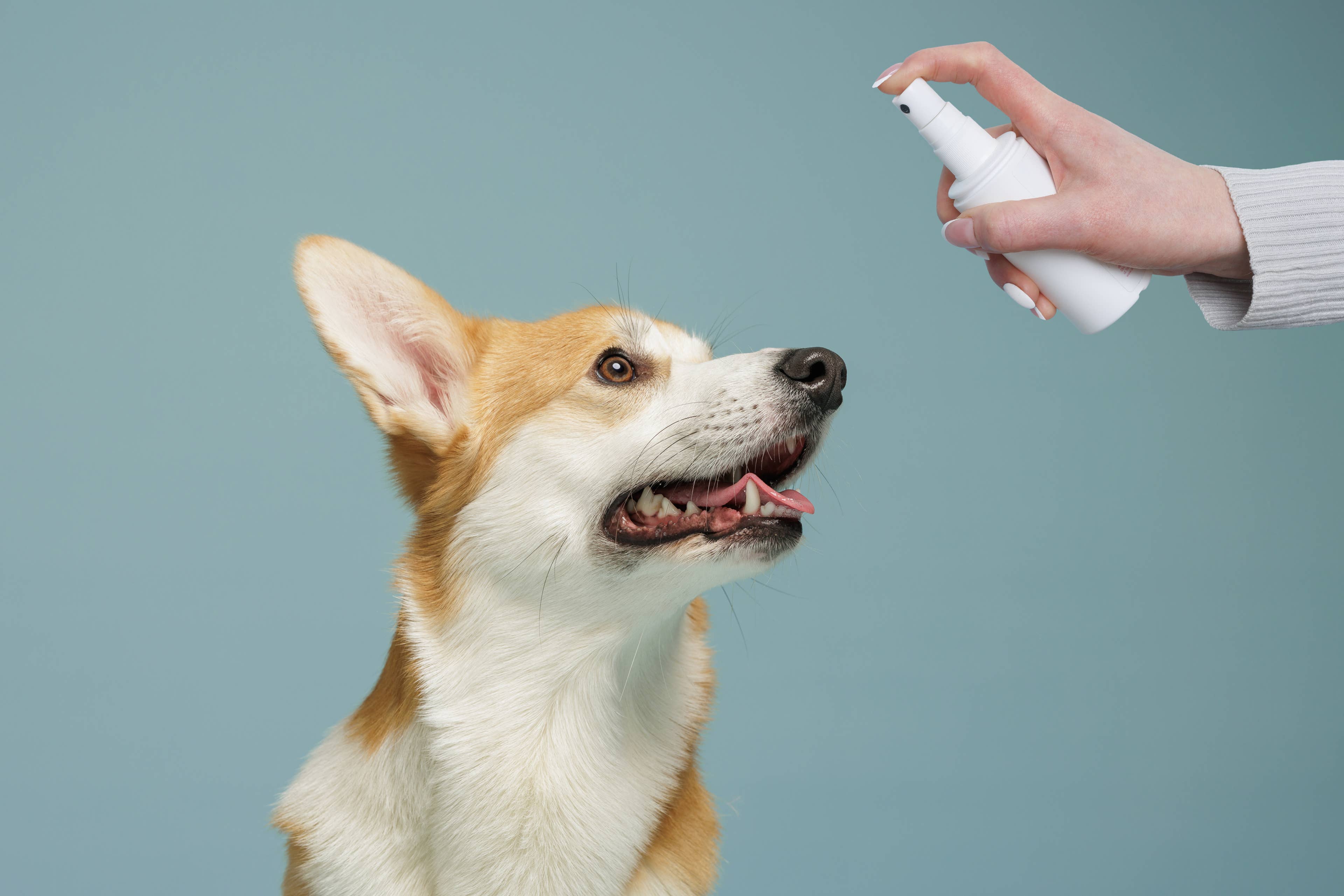 A Warmer Fall Could Mean More Ticks and Mosquitoes for Pets Across Much of the U.S.