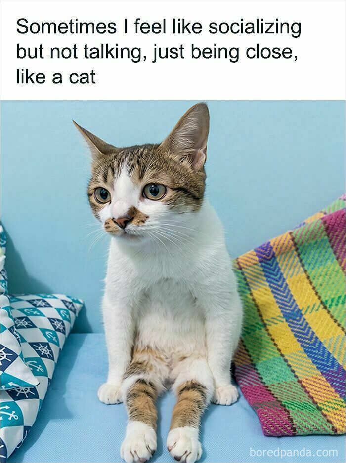 cat-memes-that-might-just-make-sense-to-every-animal-lover-74-pictures