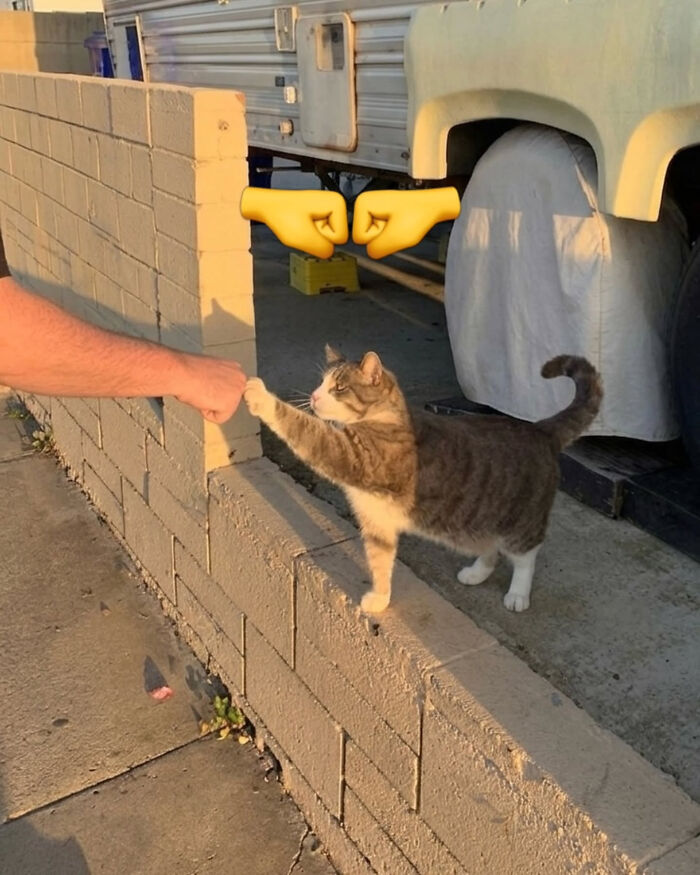 cat-memes-that-might-just-make-sense-to-every-animal-lover-74-pictures