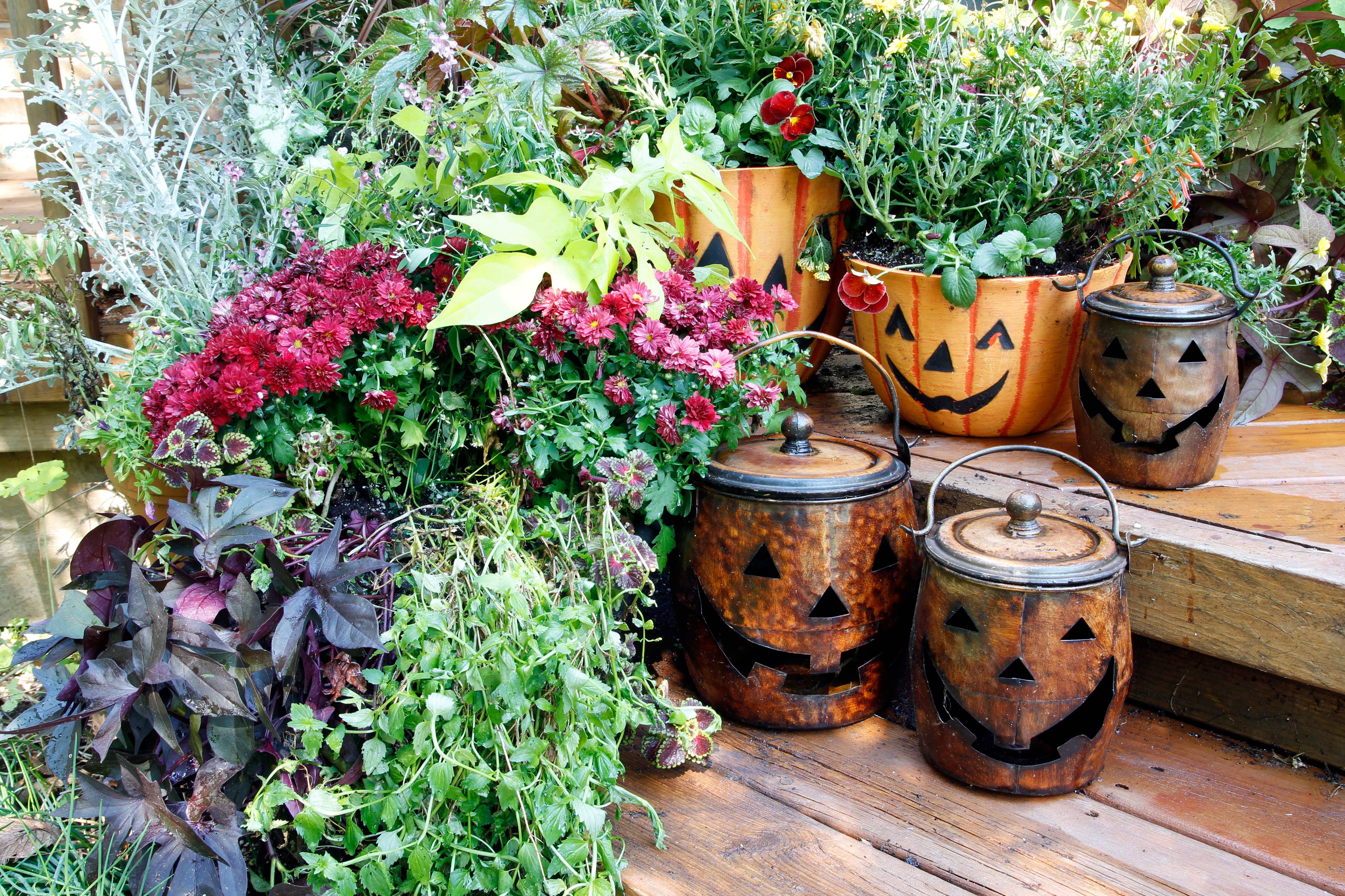 7 Beautiful Fall Porch Plants That Outlast Mums and Enhance Your Decor ...