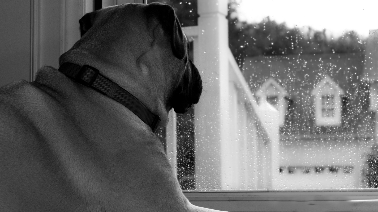 Myth Or Mystery: Can Dogs Really Sense An Oncoming Storm?