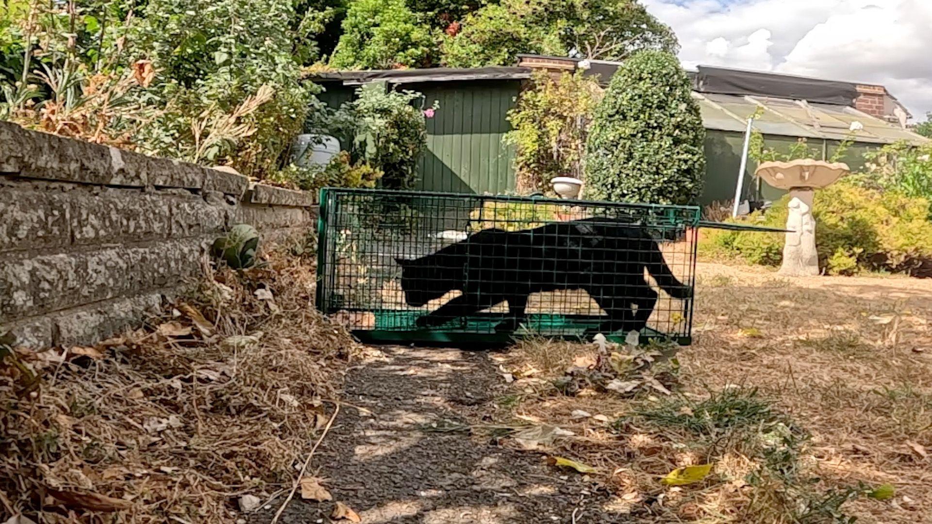 New Photo - Stray cat numbers three times higher in one town
