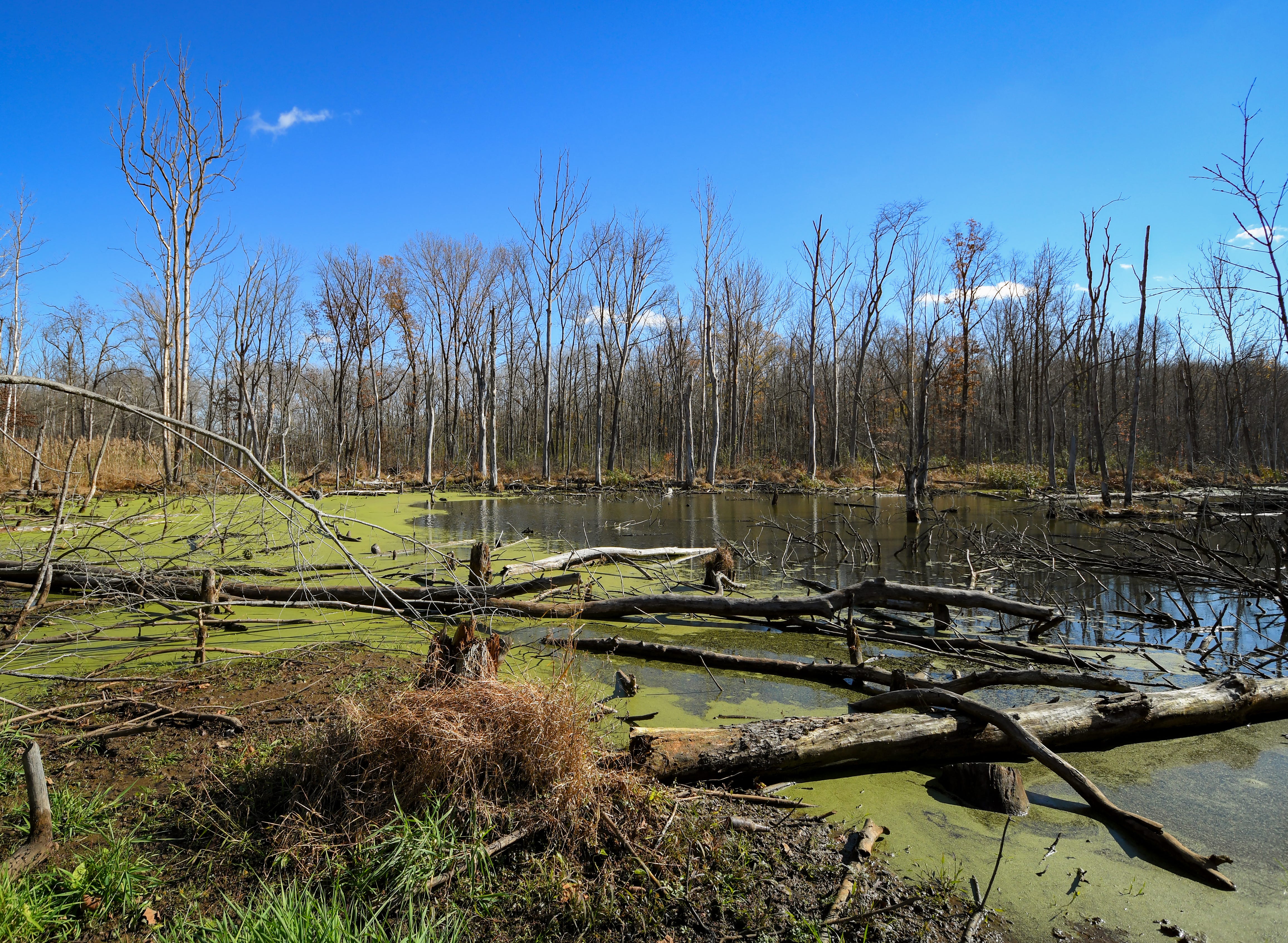 Indiana's wetlands protect from floods, but there aren't many left