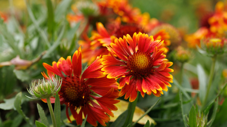 plant-these-two-flowers-together-to-turn-your-yard-into-a-hummingbird
